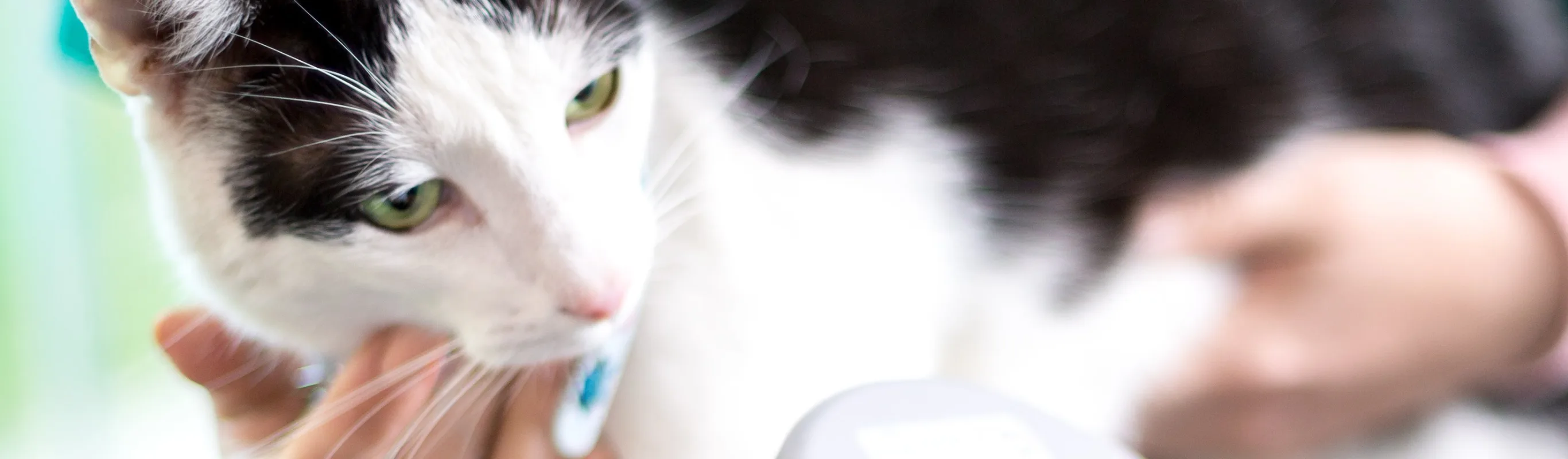 Veterinary staff scanning a cat